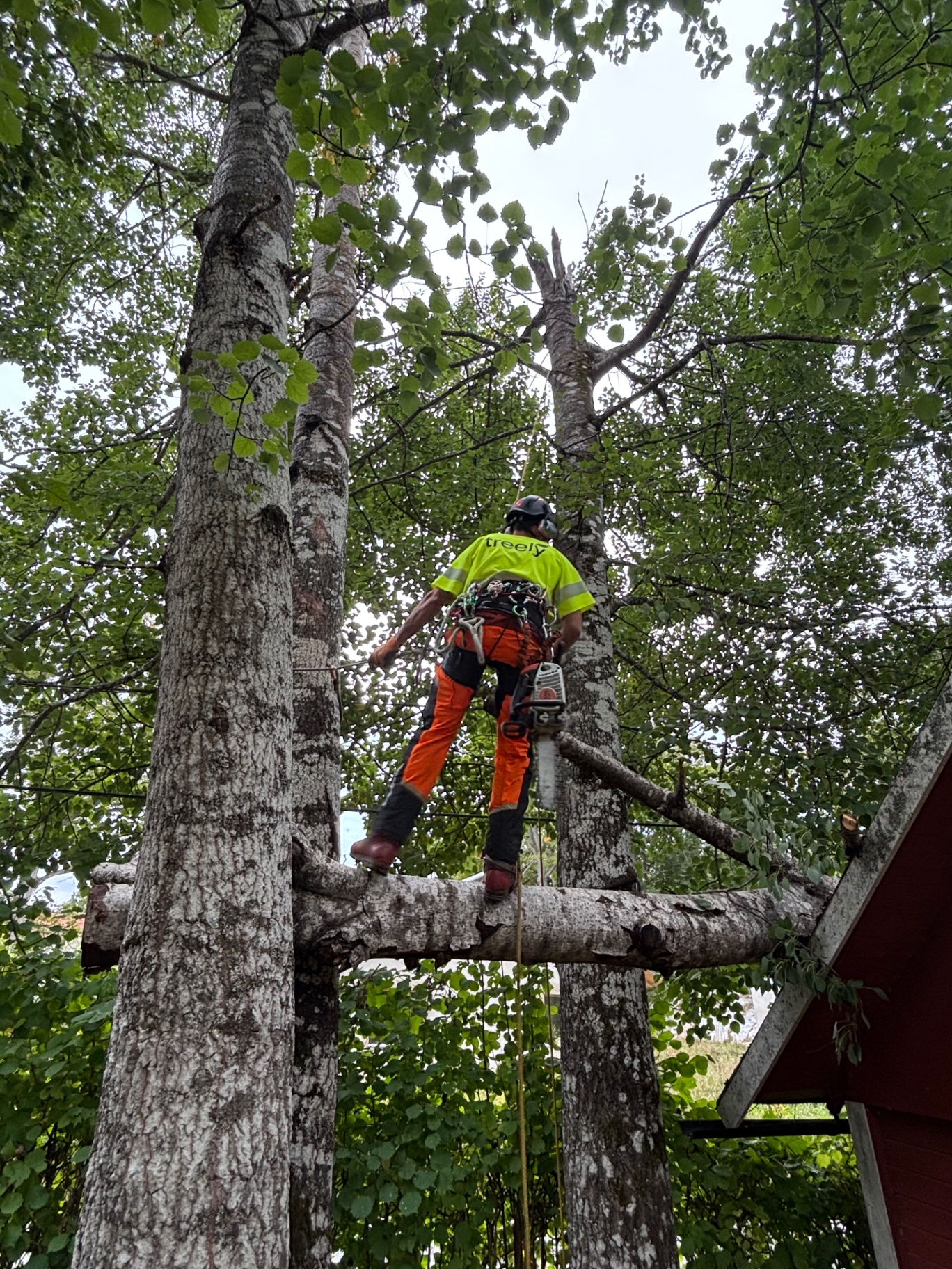 Arborist i trädkronan med motorsåg tar bort ett vindfället träd som fastnat i ett annat träd mot ett tak