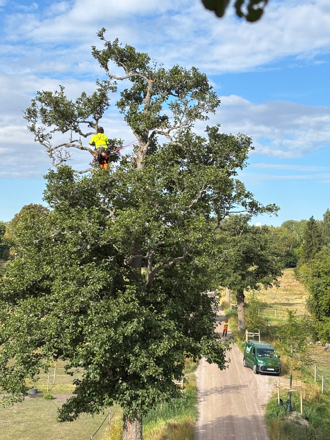 Arborist utför säkerhetsbeskärning uppe i ett stort träd på en gammal allé